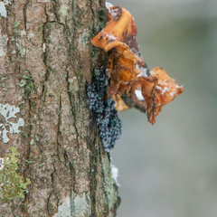 Badhamia utricularis