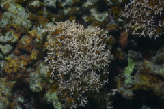 Hydrolithon gardineri