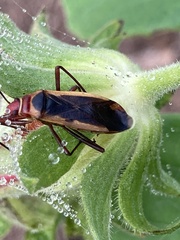 Dysdercus mimulus