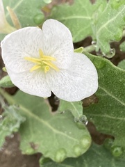 Oenothera tetraptera