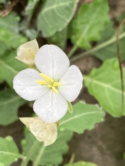 Oenothera tetraptera
