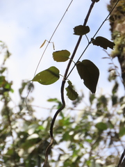 Stigmaphyllon bogotense