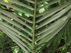 Ceroxylon alpinum
