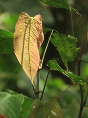 Anthurium myosuroides