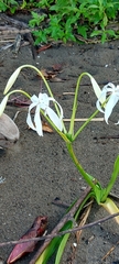 Hymenocallis littoralis