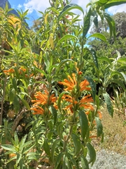 Leonotis leonurus