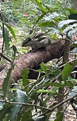 Funambulus pennantii