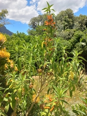 Leonotis leonurus