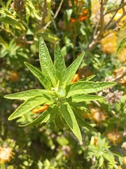 Leonotis leonurus