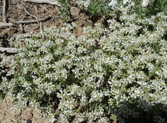 Nitraria sibirica