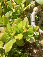 Crassula ovata