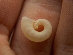 Spirula spirula