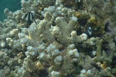 Acroporidae