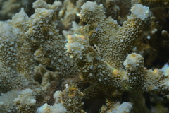 Acroporidae