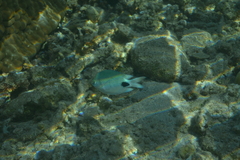 Abudefduf sparoides