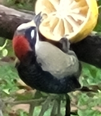 Melanerpes pucherani