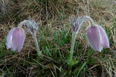 Pulsatilla vernalis