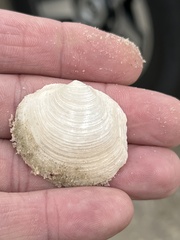 Phacoides pectinatus