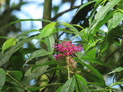 Palicourea angustifolia