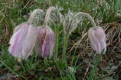 Pulsatilla vernalis