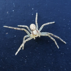 Philodromus rufus