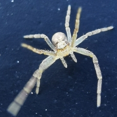 Philodromus rufus