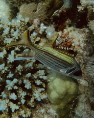 Neoniphon sammara