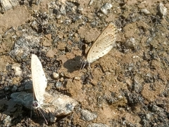 Zizeeria knysna knysna