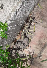 Hemorrhois hippocrepis