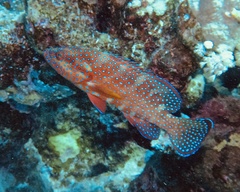 Cephalopholis miniata