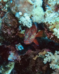 Cephalopholis miniata