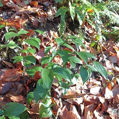 Ruscus colchicus