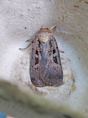 Pseudohermonassa tenuicula