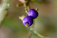 Psychotria suterella