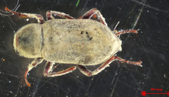 Dryopidae