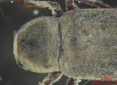 Dryopidae