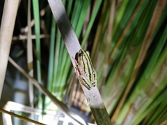 Hyperolius marmoratus taeniatus