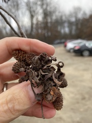 Taphrina robinsoniana