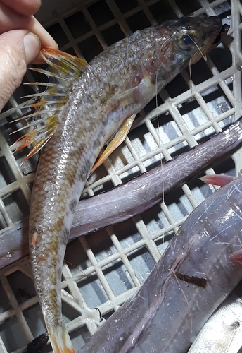 Mediterranean Flagfin