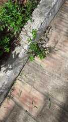 Hemorrhois hippocrepis