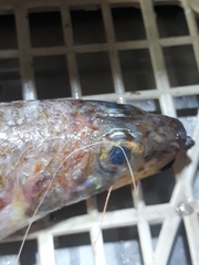 Aulopus filamentosus