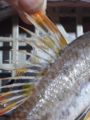 Aulopus filamentosus