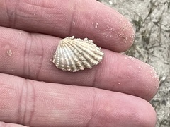Cardites floridanus