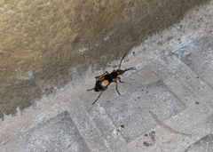 Pheropsophus jessoensis