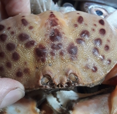 Calappa granulata