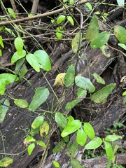 Cocculus diversifolius