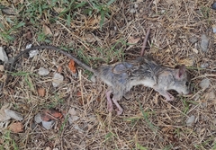 Rattus rattus