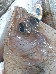 Citharus linguatula