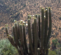 Trichocereus chiloensis