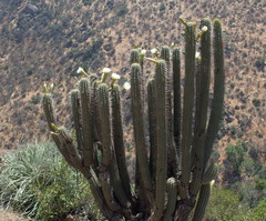 Trichocereus chiloensis